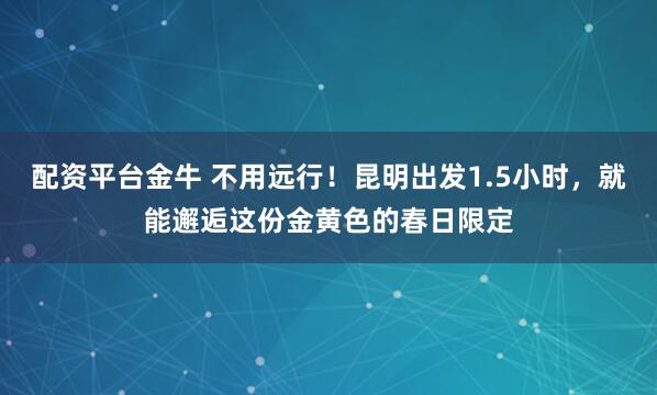 配资平台金牛 不用远行！昆明出发1.5小时，就能邂逅这份金黄色的春日限定